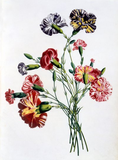 Bouquet of Carnations, from 